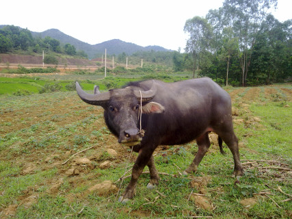 Trâu Thanh Chương