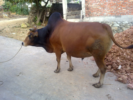 Bò U đầu rìu
