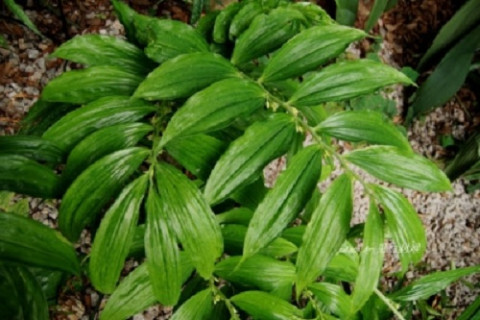 Hoàng tinh hoa trắng